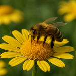 Pagosmia Imera Melissas