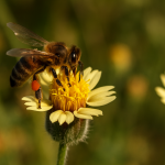Skandalo Melissokomeias